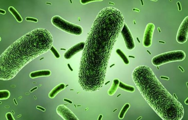 Bacillus subtilis là lợi khuẩn có khả năng sinh sản và cạnh tranh tốt với các hại khuẩn có trong hệ tiêu hóa